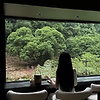 yingchimey