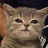 FelisCatus