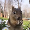 iwuwsquirrels