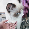 salsabilla_80258
