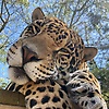 klicha_17806