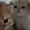 tingting_86501