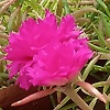 kichu_84284