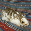 lavende104