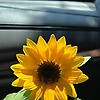 nassim_48474