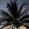 adama_99125