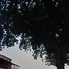 tripti_14