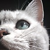 sui_83454