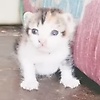 shindereku_65618