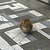 hasannn_84748