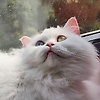 user_82227
