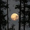 victor_49452