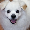 tang_63801