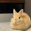kikiking