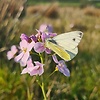 sadhbh_71556