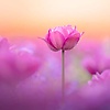 abdul_47060