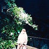 hani_55593