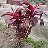 sahebb_33208