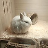 liu_28284