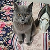 ahami0564