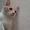 rak_68174