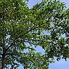 abel_80418