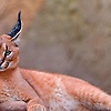 patty_53979
