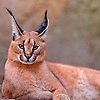 patty_56180