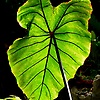 cengiz_51200