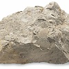 mypetrock