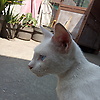 anart_