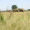 Papulapa