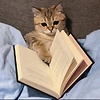 1elif.ce