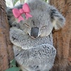 Koala_coco