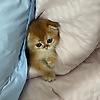 korosh_83941