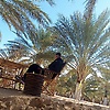 al_78185