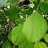 anni_72274