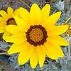 amitaf_78873