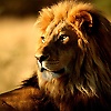 allen_45877