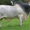 AbzLN3