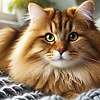 josephine_46118