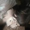 ruyar0_49083