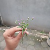 mai_64855
