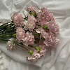 aminah_35197