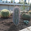 Cactusesarespiky
