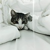 PepitoB