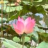 alia_39908