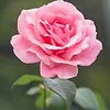 Adil888