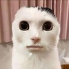 Soooniesunn