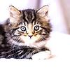 billi_2006
